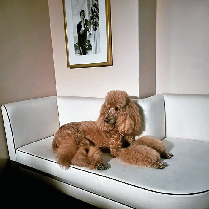 a Poodle lounges on a couch at the Sunset Tower Hotel