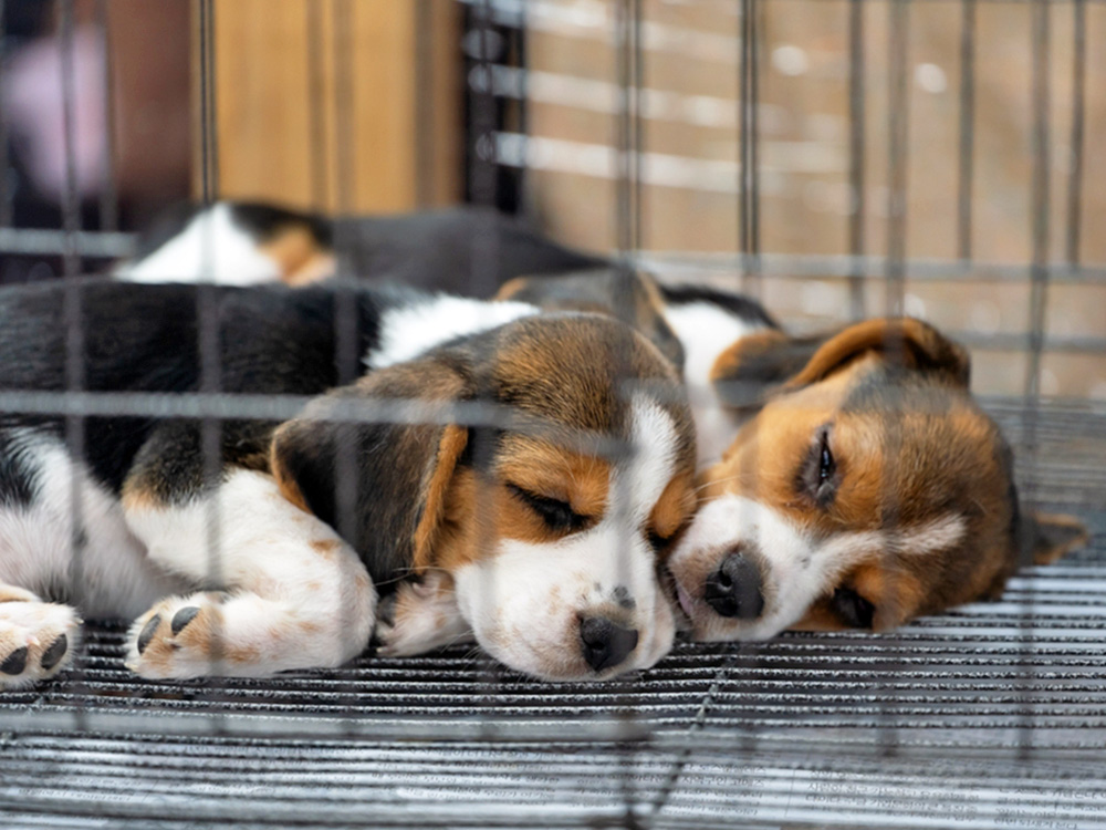 Two beagle dogs sleeping inside a cage.