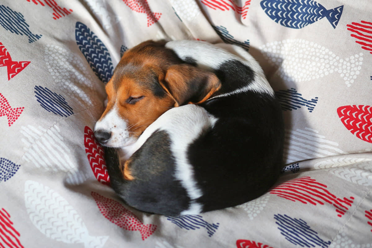a dog lying in a circle shape in their bed