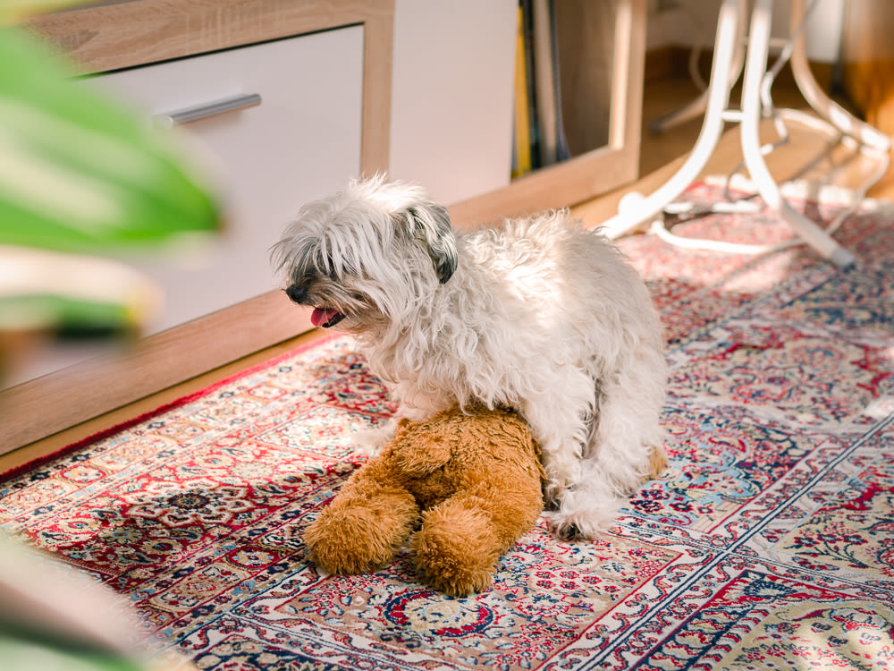 Small dog humps its teddy bear toy on the room floor