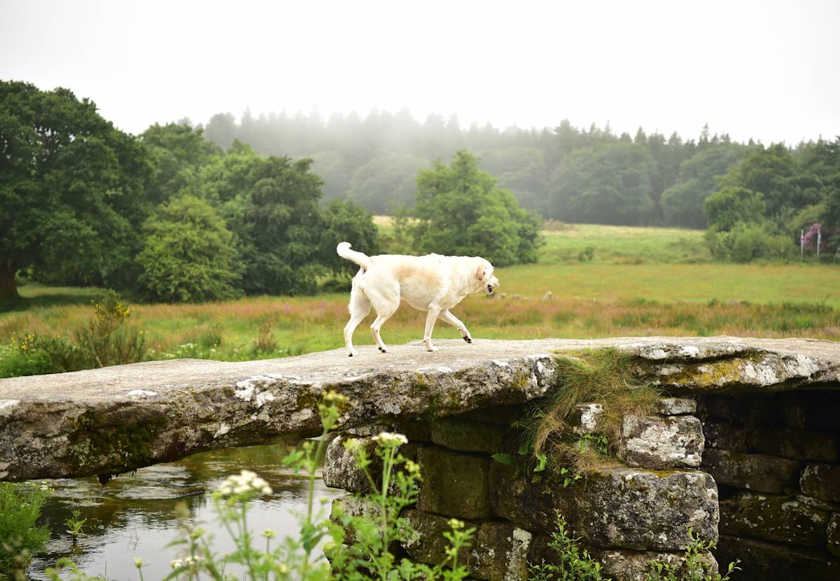 dog walks over. a stone bridge in dartmoor