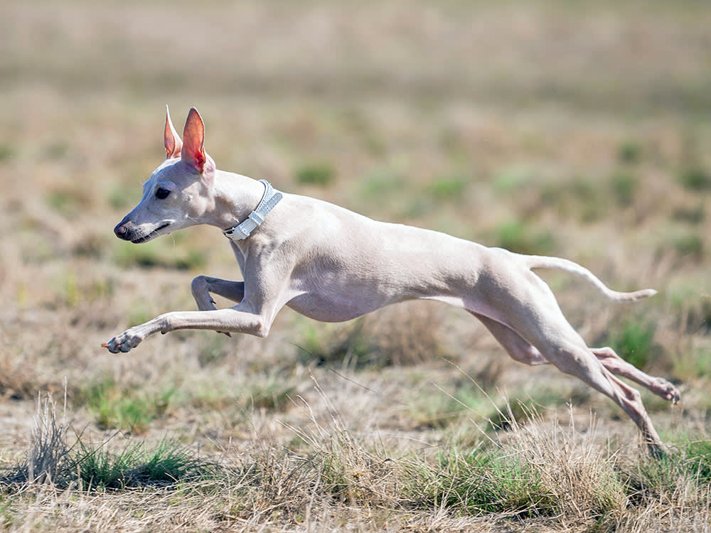 Italian Greyhound running