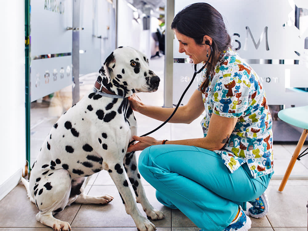 Dalmatian dog at the vet.