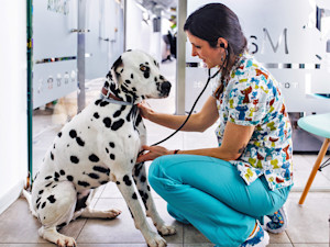 Dalmatian dog at the vet.