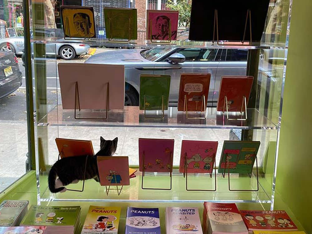 cat in the book store window
