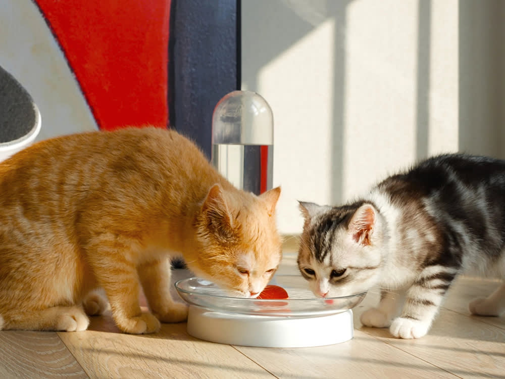 Two cats drinking from a KittySpring Combo water fountain on the floor