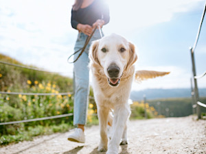 Woman walking her Labrador retriever dog outdoors.