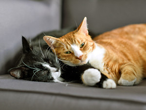 Two cats snuggling together at home.