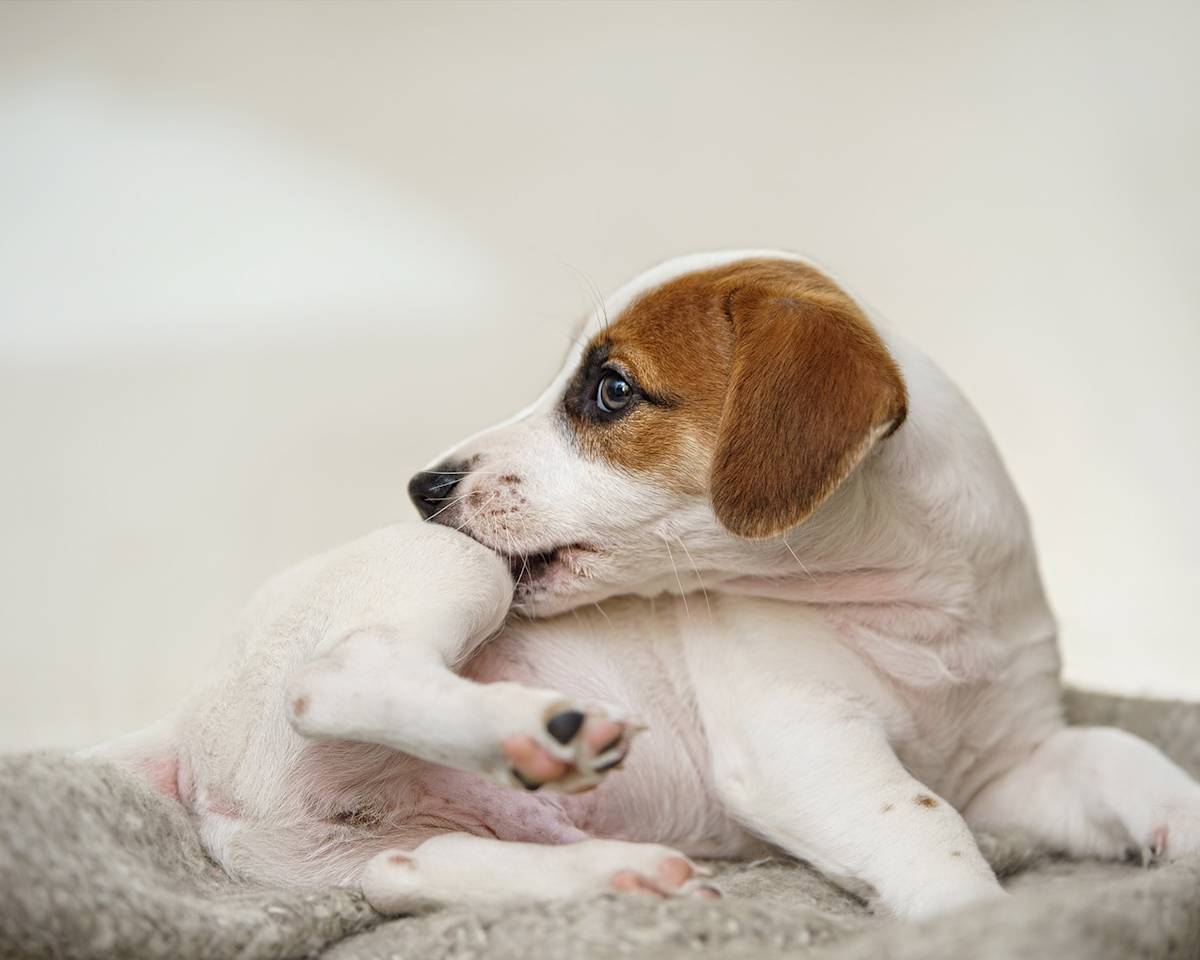Dog itching their leg with their teeth