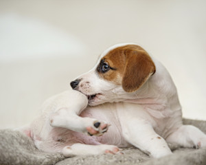 Dog itching their leg with their teeth