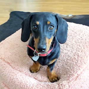 Runaway dog missing for 529 days finally captured on island teeming with kangaroos, koalas and penguins.