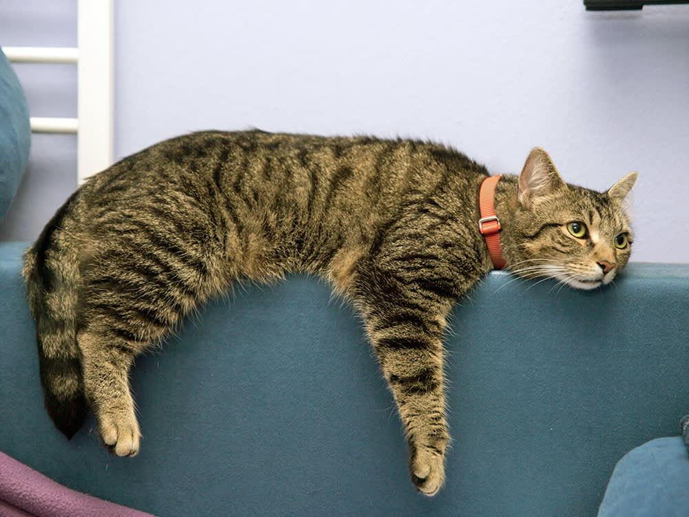 Lonely cat laying on the couch.