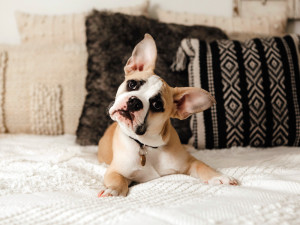 French bulldog lying on a bed with their head at a tilt
