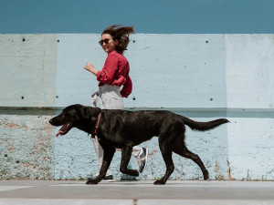 Older dog in Loyal drug trial to extend the lives of dogs.