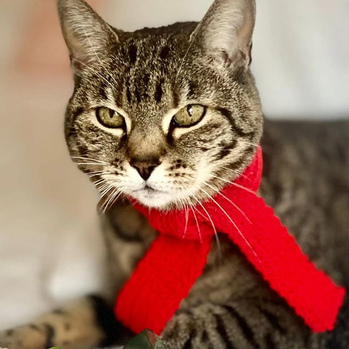 Hand Knitted Red Cat Scarf - Etsy 
