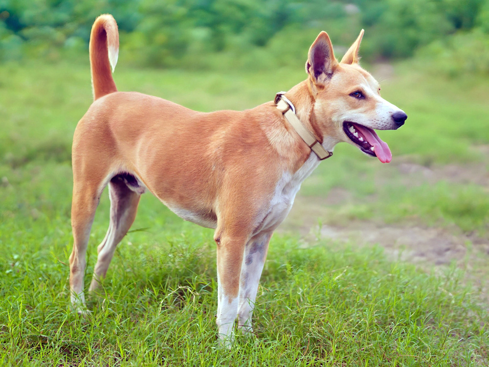 A dog stands on the grass, mouth wide open, barking.