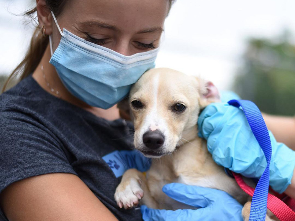 a small dog is held by a woman wearing a face mask 