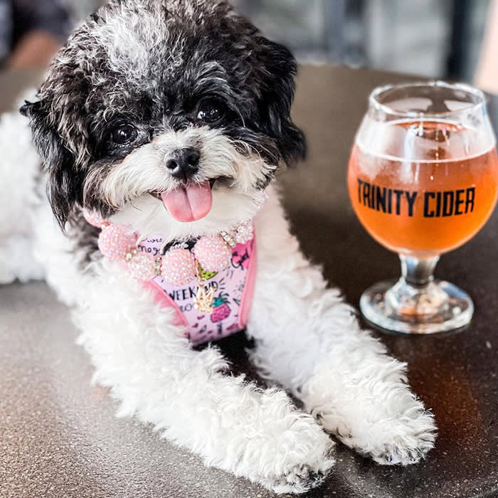 a large black and white dog with a Trinity Cider cup