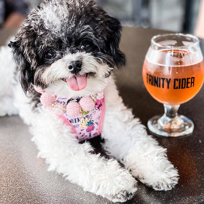 a large black and white dog with a Trinity Cider cup 