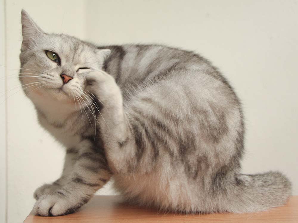 Gray and white striped cat is scratching his ear