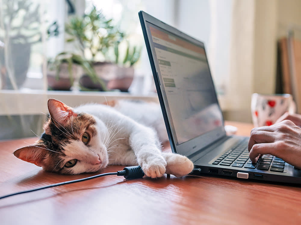 Cat laying on a laptop cord on the desk at home.