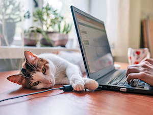 Cat laying on a laptop cord on the desk at home.