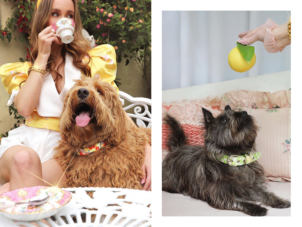 shelby with brown doodle and shelby's dog daisy