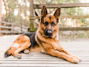 A German Shepherd sitting on a bridge outside.