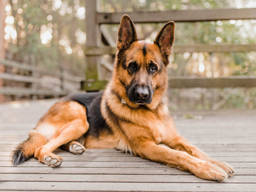 A German Shepherd sitting on a bridge outside. 