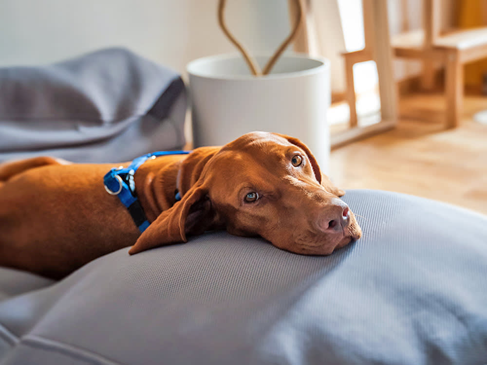 Sweet dog relaxing in bed at home.