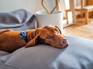 Sweet dog relaxing in bed at home.