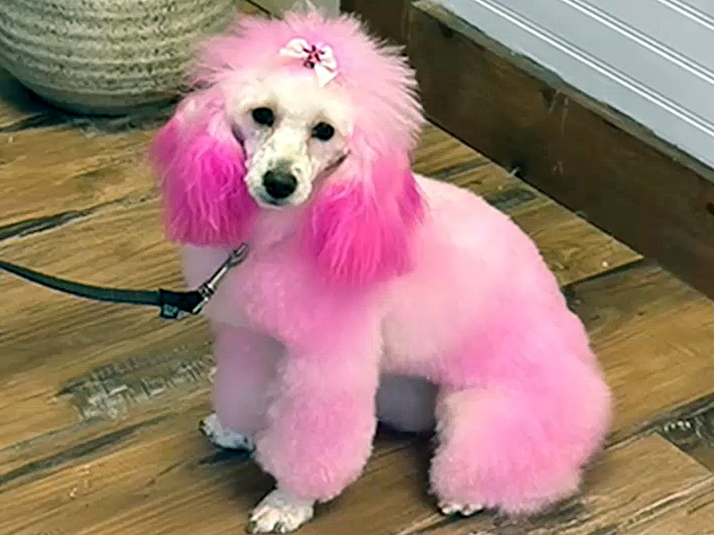 Molly, a pink Poodle