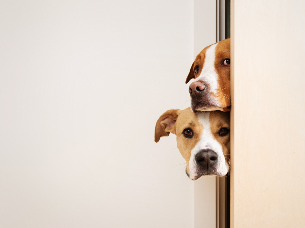 what to do when your dog is scared of you