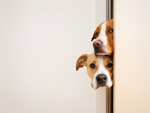 Two fearful adolescent dogs peeking through a slightly open door