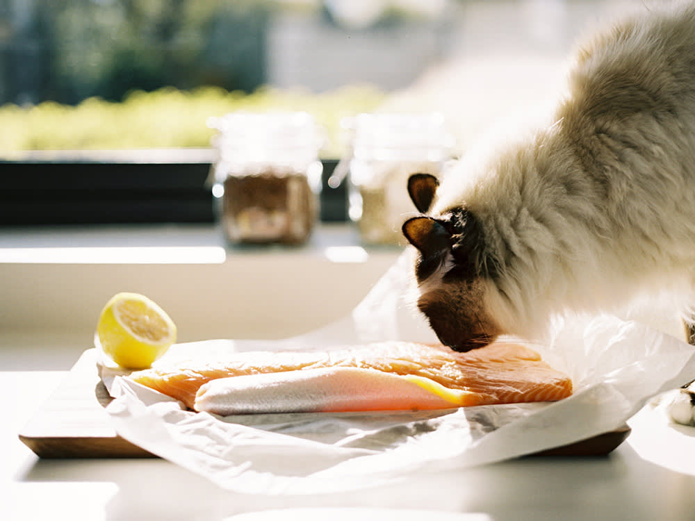 A Birma Kat Smells Fresh Fish On A Board Ready To Be Cooked.
