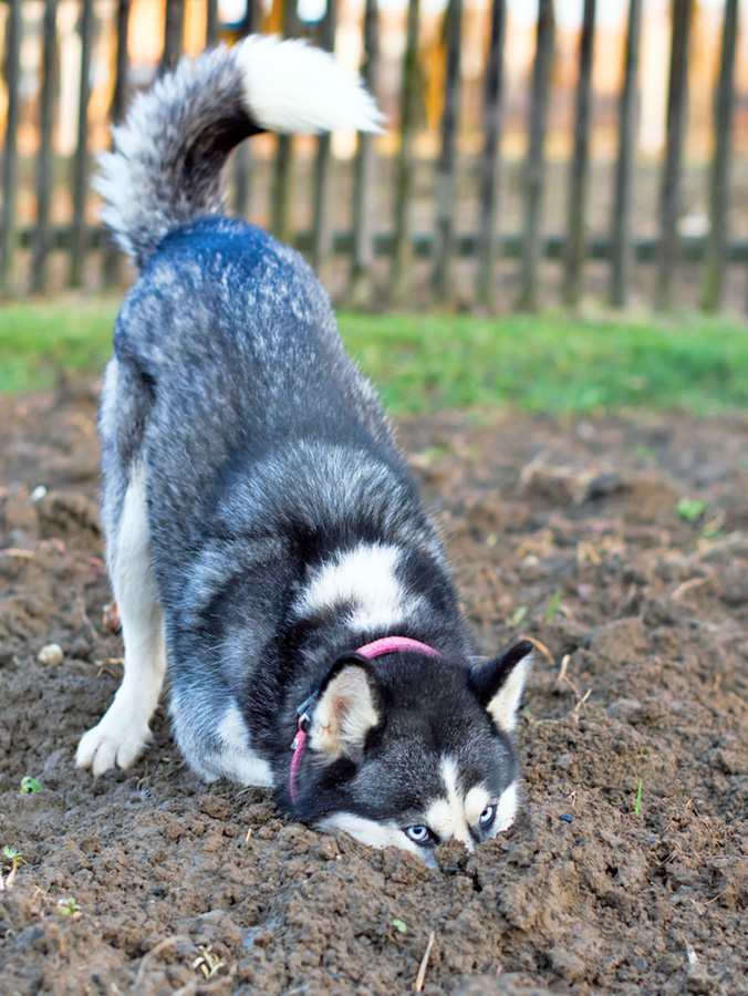 Funny Husky dog digging a hole outside in the backyard.