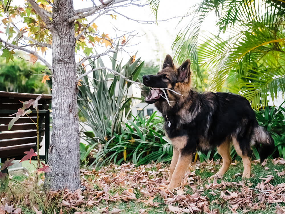 German Shepherd puppy pulling at a branch