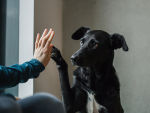 A black dog holding its paw up to a woman's hand. 