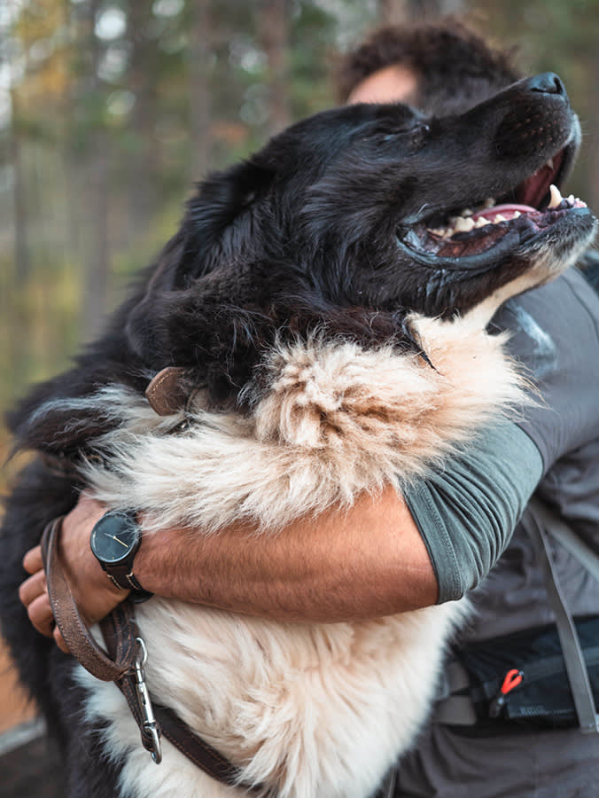 Newfoundland dog in the arms its owner