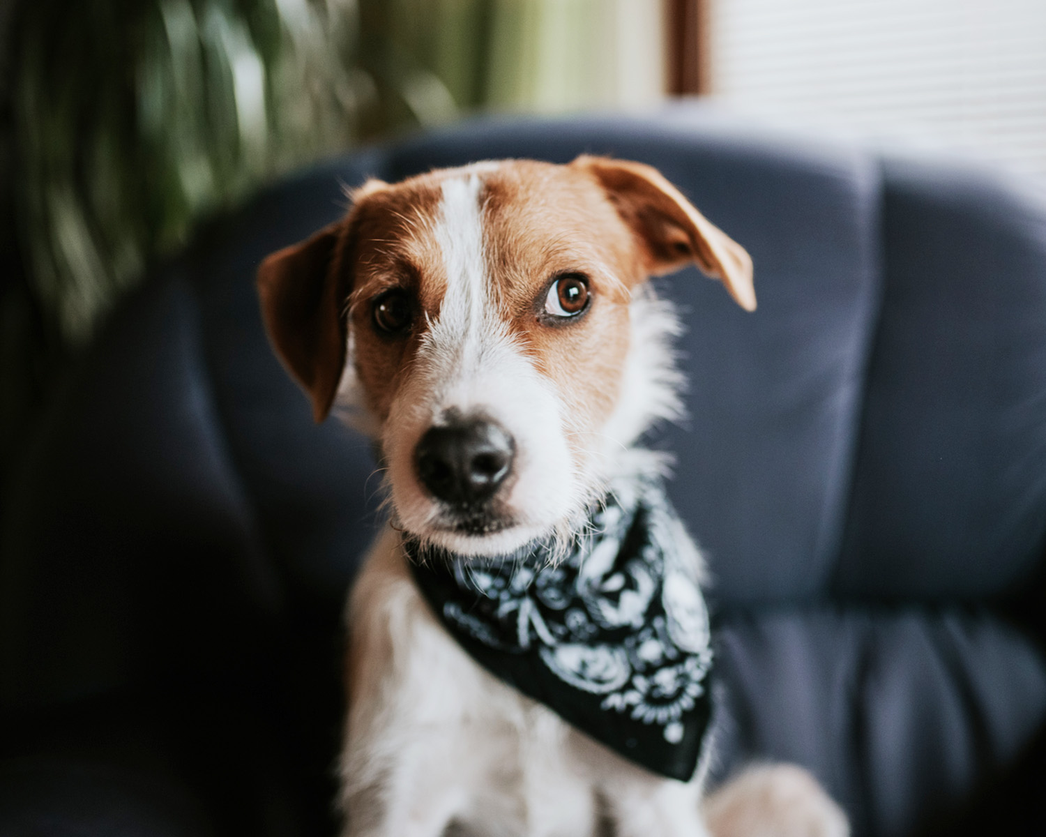 brown and white dog with a bandana looking to the side