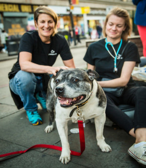 Two vets sit on the pavement in the background with an old Staffie dog in the foreground. 