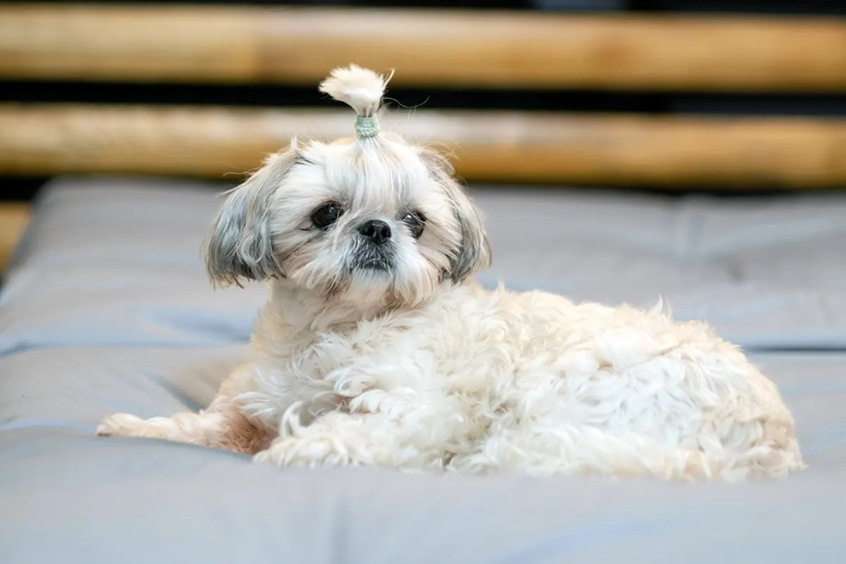 A small white dog with the top of their fur tucked into a ponytail sits on a bed.