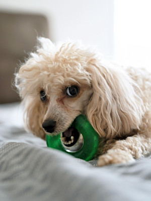 Small white poodle guarding its toy at home.