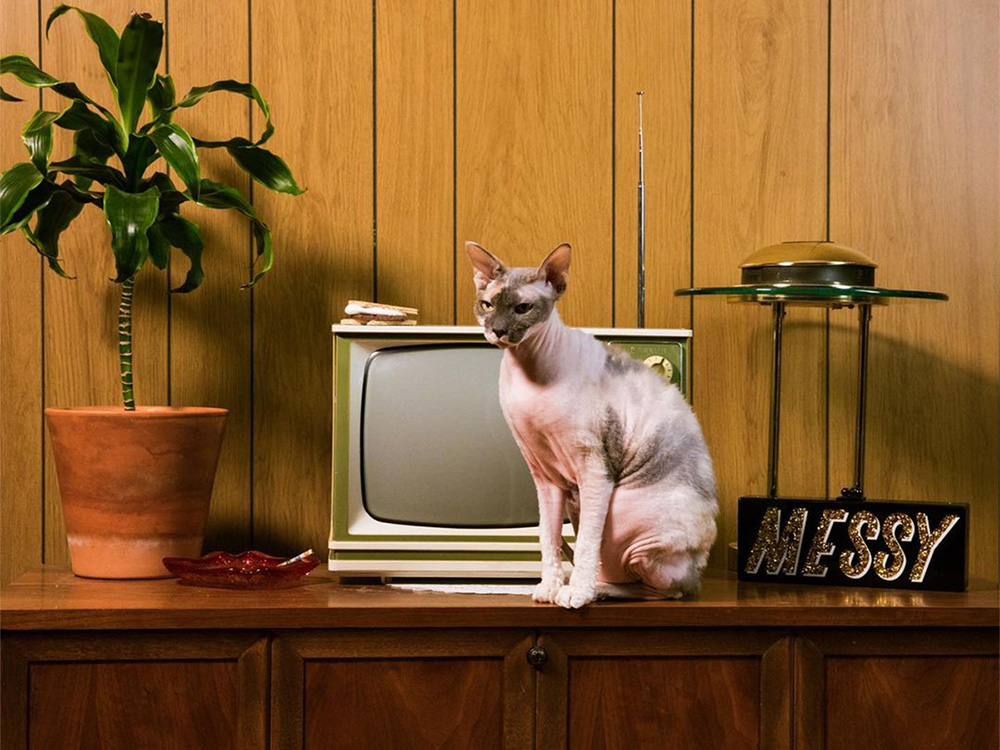 hairless cat next to custom clutch