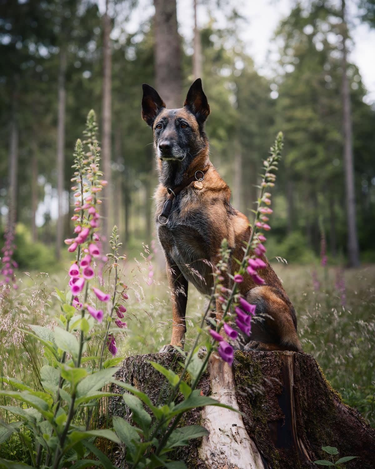 belgian malanois in the woods with foxglove flowers