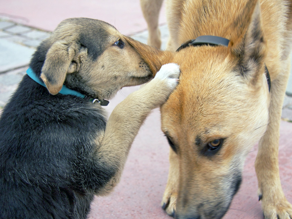 Puppy licking another dog's ears outside.