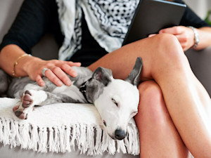 dog napping on woman's lap