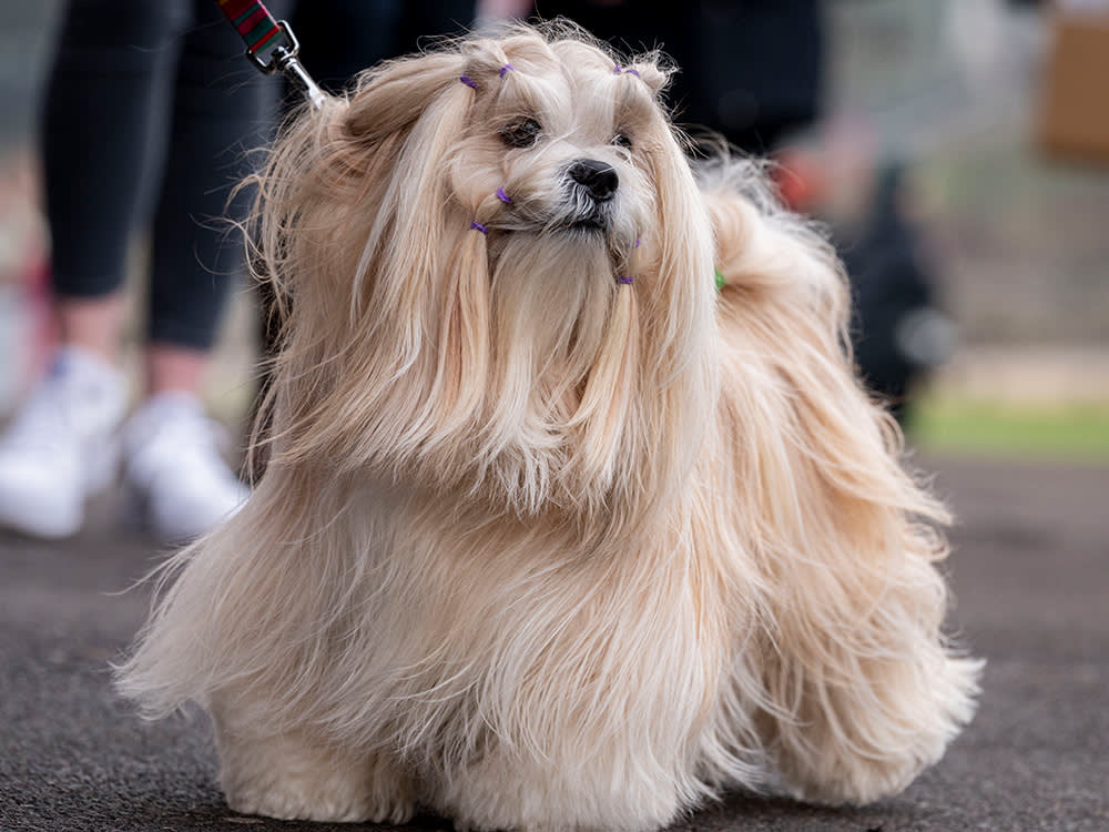 Long haired blonde lhasa apso dog at crufts 2024