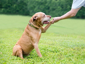 A senior Retriever/Terrier mixed breed dog shaking hands with its owner.
