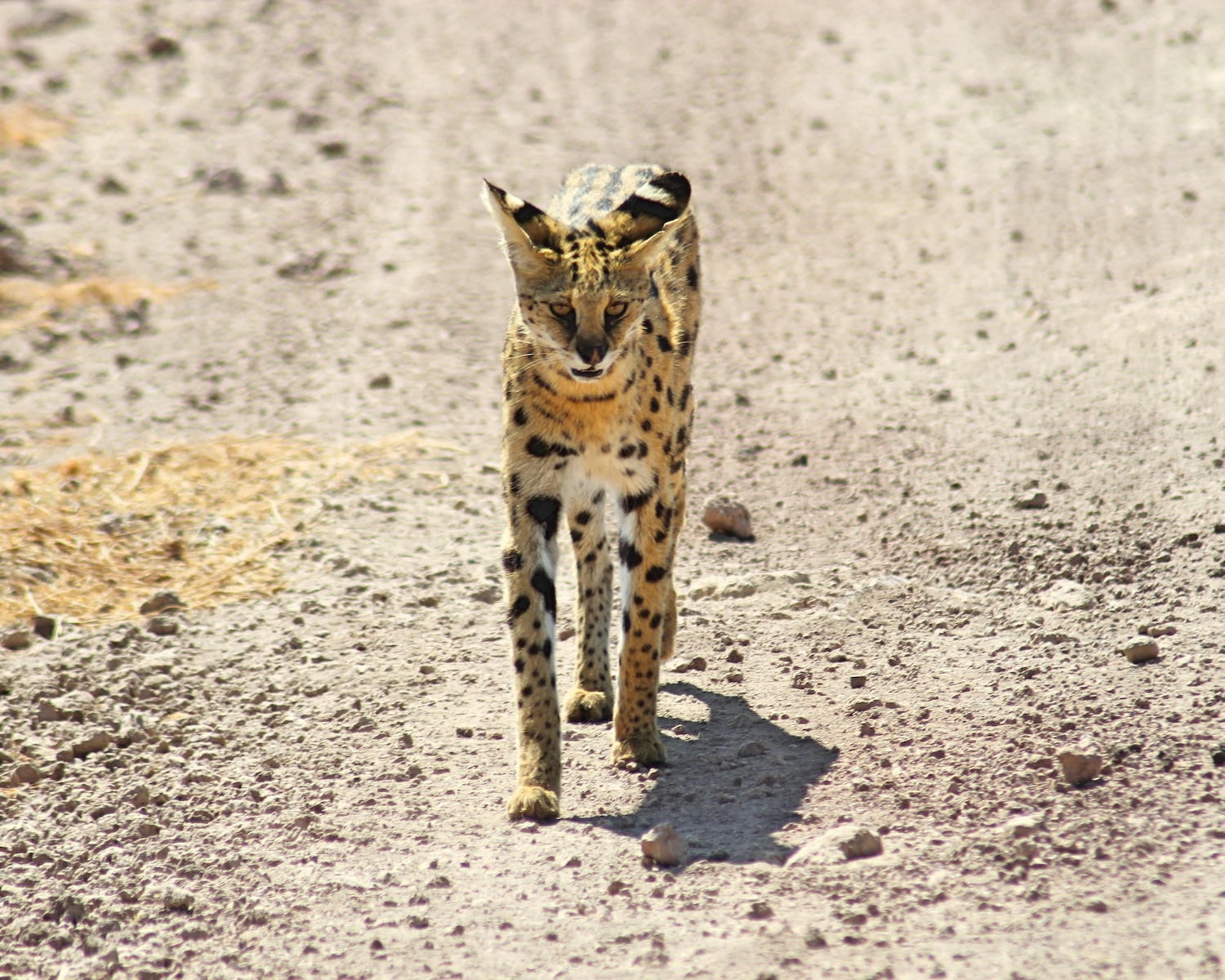 a serval cat walks along a dusty path